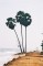 Palm trees on the beach